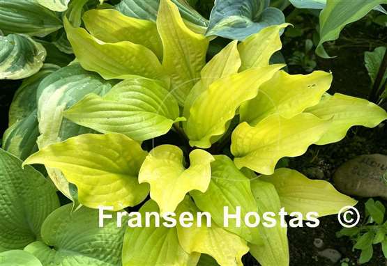 Hosta Mango Salsa